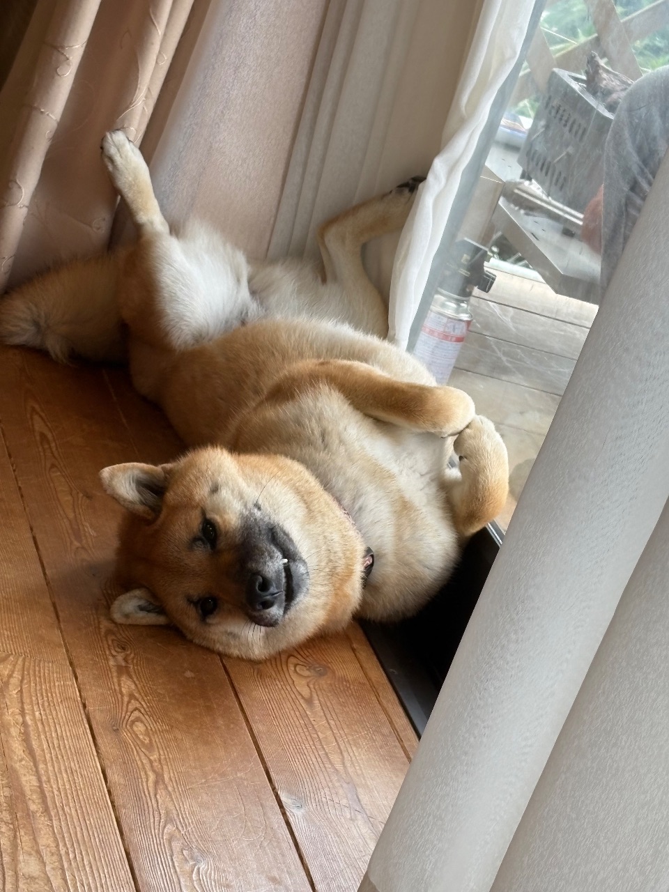 コロヨガ